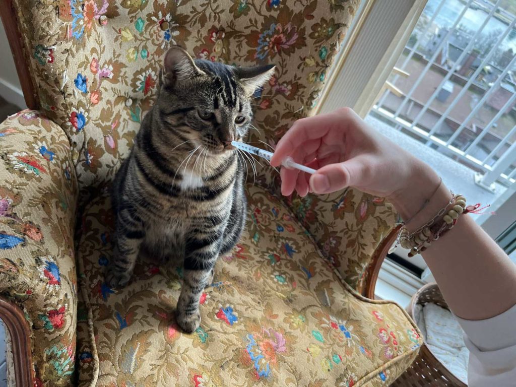 Petcare Pet Drops being fed to a Cat